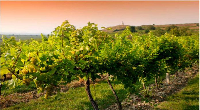 Επείγουσα ΑΝΑΚΟΙΝΩΣΗ για ψεκασμό κατά ευδεμίδας