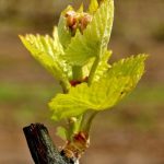 Οι ανάγκες των αμπελώνων στην έναρξη της βλαστικής περιόδου.