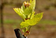 Οι ανάγκες των αμπελώνων στην έναρξη της βλαστικής περιόδου.