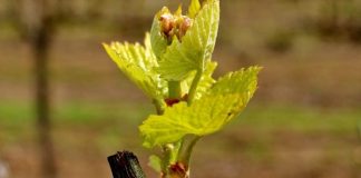 Οι ανάγκες των αμπελώνων στην έναρξη της βλαστικής περιόδου.