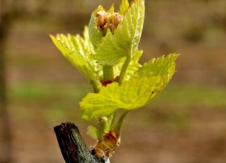 Οι ανάγκες των αμπελώνων στην έναρξη της βλαστικής περιόδου.