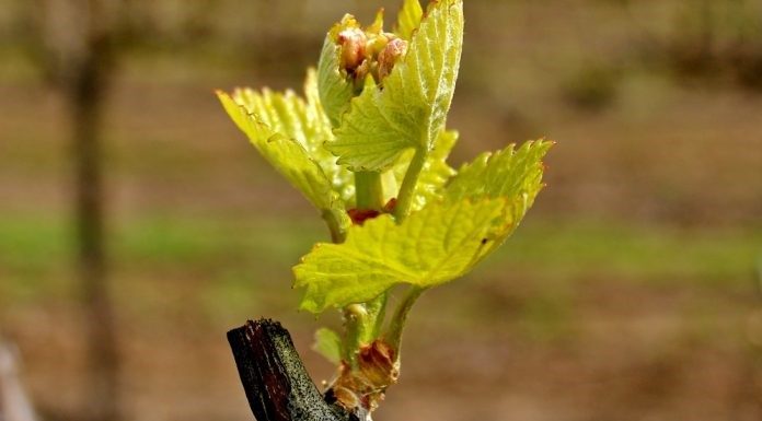 Οι ανάγκες των αμπελώνων στην έναρξη της βλαστικής περιόδου.