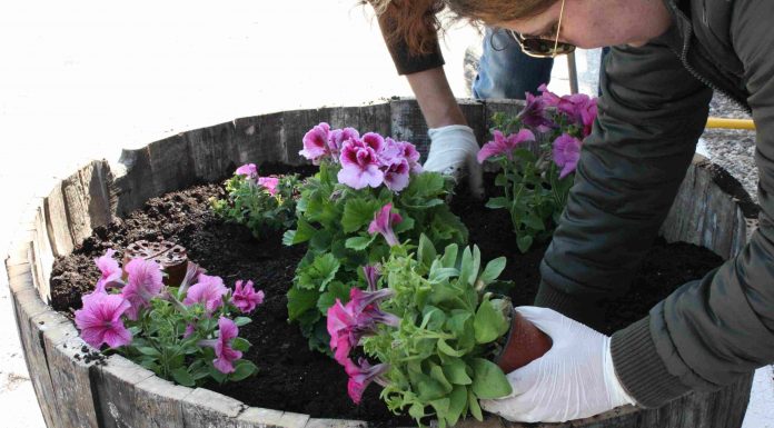 O ΕΟΣ Σάμου «άνθισε» στα πλαίσια του Let’s do it