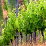 ΑΝΑΚΟΙΝΩΣΗ ΦΥΤΟΠΡΟΣΤΑΣΙΑΣ