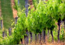 ΑΝΑΚΟΙΝΩΣΗ ΦΥΤΟΠΡΟΣΤΑΣΙΑΣ