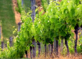 ΑΝΑΚΟΙΝΩΣΗ ΦΥΤΟΠΡΟΣΤΑΣΙΑΣ