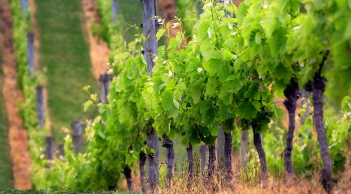 ΑΝΑΚΟΙΝΩΣΗ ΦΥΤΟΠΡΟΣΤΑΣΙΑΣ