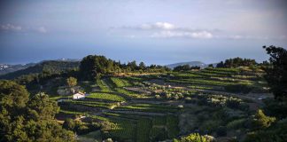 Ρώγα τη ρώγα, σφίγγει το σταφύλι…