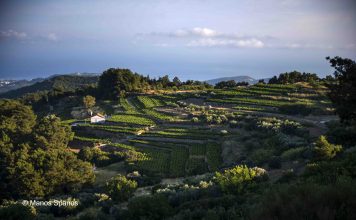 Ρώγα τη ρώγα, σφίγγει το σταφύλι…