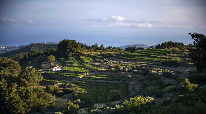 Ρώγα τη ρώγα, σφίγγει το σταφύλι…