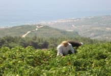 ΟΛΟΚΛΗΡΩΝΕΤΑΙ Η ΠΑΡΑΛΑΒΗ ΣΤΑΦΥΛΙΩΝ ΣΤΟ ΟΙΝΟΠΟΙΕΙΟ ΚΑΡΛΟΒΑΣΟΥ ΤΟΥ ΕΟΣ ΣΑΜΟΥ