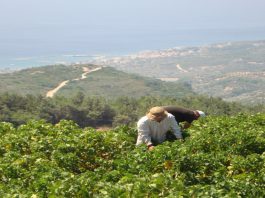 ΟΛΟΚΛΗΡΩΝΕΤΑΙ Η ΠΑΡΑΛΑΒΗ ΣΤΑΦΥΛΙΩΝ ΣΤΟ ΟΙΝΟΠΟΙΕΙΟ ΚΑΡΛΟΒΑΣΟΥ ΤΟΥ ΕΟΣ ΣΑΜΟΥ