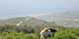 ΟΛΟΚΛΗΡΩΝΕΤΑΙ Η ΠΑΡΑΛΑΒΗ ΣΤΑΦΥΛΙΩΝ ΣΤΟ ΟΙΝΟΠΟΙΕΙΟ ΚΑΡΛΟΒΑΣΟΥ ΤΟΥ ΕΟΣ ΣΑΜΟΥ