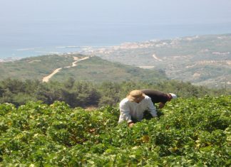 ΟΛΟΚΛΗΡΩΝΕΤΑΙ Η ΠΑΡΑΛΑΒΗ ΣΤΑΦΥΛΙΩΝ ΣΤΟ ΟΙΝΟΠΟΙΕΙΟ ΚΑΡΛΟΒΑΣΟΥ ΤΟΥ ΕΟΣ ΣΑΜΟΥ
