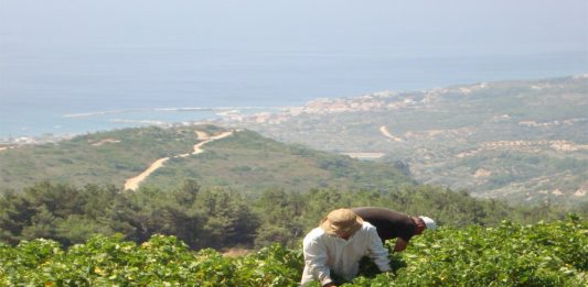ΟΛΟΚΛΗΡΩΝΕΤΑΙ Η ΠΑΡΑΛΑΒΗ ΣΤΑΦΥΛΙΩΝ ΣΤΟ ΟΙΝΟΠΟΙΕΙΟ ΚΑΡΛΟΒΑΣΟΥ ΤΟΥ ΕΟΣ ΣΑΜΟΥ
