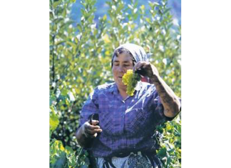 Το χωράφι του παραγωγού, όπλο (και) του τουρισμού!