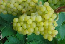 ΤΡΥΓΗΤΟΣ 2017