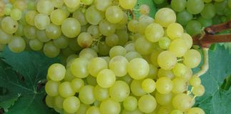 ΤΡΥΓΗΤΟΣ 2017