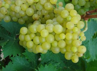 ΤΡΥΓΗΤΟΣ 2017