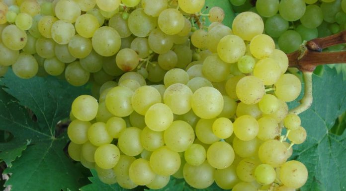 ΤΡΥΓΗΤΟΣ 2017