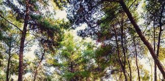 Οι δρόμοι του σαμιώτικου κρασιού στο Piu Verde Άλσος Παπάγου