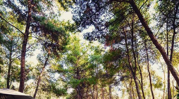 Οι δρόμοι του σαμιώτικου κρασιού στο Piu Verde Άλσος Παπάγου