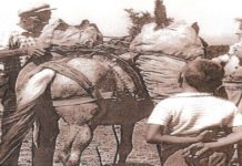 Ο τρύγος, κάποτε στη Σάμο