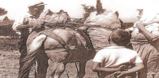 Ο τρύγος, κάποτε στη Σάμο