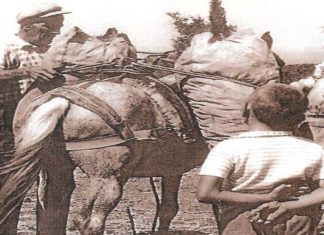 Ο τρύγος, κάποτε στη Σάμο