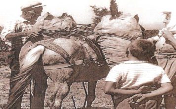 Ο τρύγος, κάποτε στη Σάμο