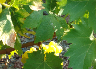 Ανακοίνωση παραλαβής σταφυλιών