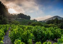 Ε.Ο.Σ Σάμου: Με 19 ακόμη βραβεία «κλείνει» το 2018