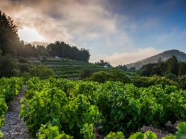 Ε.Ο.Σ Σάμου: Με 19 ακόμη βραβεία «κλείνει» το 2018