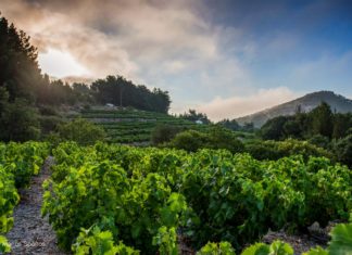 Ε.Ο.Σ Σάμου: Με 19 ακόμη βραβεία «κλείνει» το 2018