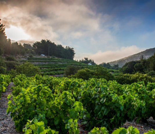 Ε.Ο.Σ Σάμου: Με 19 ακόμη βραβεία «κλείνει» το 2018