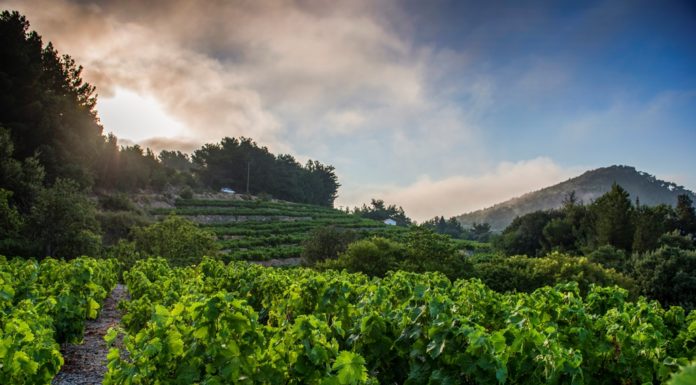 Ε.Ο.Σ Σάμου: Με 19 ακόμη βραβεία «κλείνει» το 2018