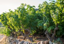 Παραλαβή σταφυλιών από 12.8 έως και 17.8.19