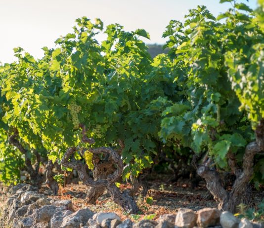 Παραλαβή σταφυλιών από 12.8 έως και 17.8.19