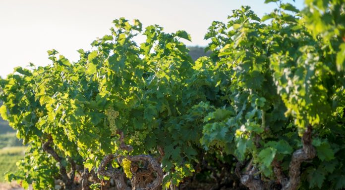 ΑΝΑΚΟΙΝΩΣΗ ΦΥΤΟΠΡΟΣΤΑΣΙΑΣ