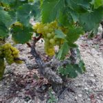 ΑΝΑΚΟΙΝΩΣΗ ΦΥΤΟΠΡΟΣΤΑΣΙΑΣ