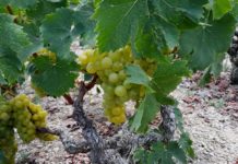 Ψεκασμός για την ευδεμίδα