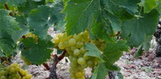 Ψεκασμός για την ευδεμίδα