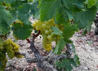 Παραλαβή σταφυλιών