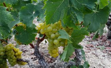 Παραλαβή από 9.9 έως και 14.9.19