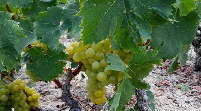 Παραλαβή σταφυλιών στο Μαλαγάρι