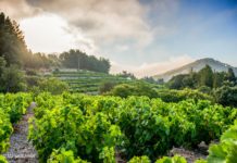 ΠΛΗΡΩΜΗ ΣΤΑΦΥΛΙΩΝ ΕΣΟΔΕΙΑΣ 2019