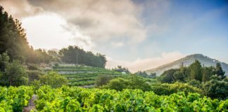 ΑΝΑΚΟΙΝΩΣΗ ΦΥΤΟΠΡΟΣΤΑΣΙΑΣ