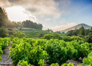 ΑΝΑΚΟΙΝΩΣΗ ΦΥΤΟΠΡΟΣΤΑΣΙΑΣ