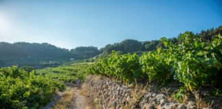 Ανακοίνωση φυτοπροστασίας