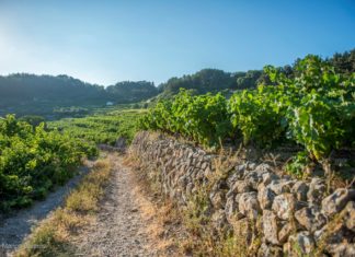 ΑΝΑΚΟΙΝΩΣΗ ΦΥΤΟΠΡΟΣΤΑΣΙΑΣ